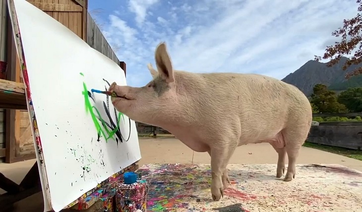 Cerdo es salvado del matadero y ahora pinta cuadros de más de 2 millones de pesos en Sudáfrica