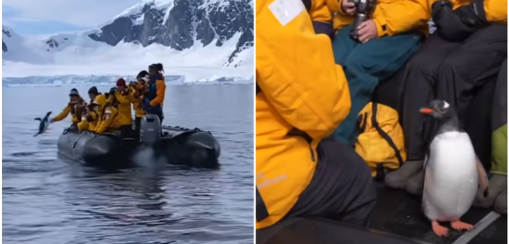 Pingüino se volvió viral tras subir a bote de turistas para evitar ser devorado por una orca