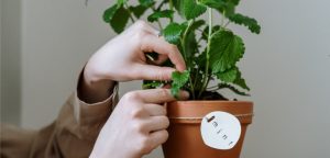 Agua de limón: el sencillo secreto nutricional que puede cambiarle la vida a tu planta