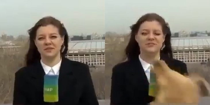 Periodista se hizo viral luego que perro le quitara su micrófono en pleno despacho en vivo en Rusia