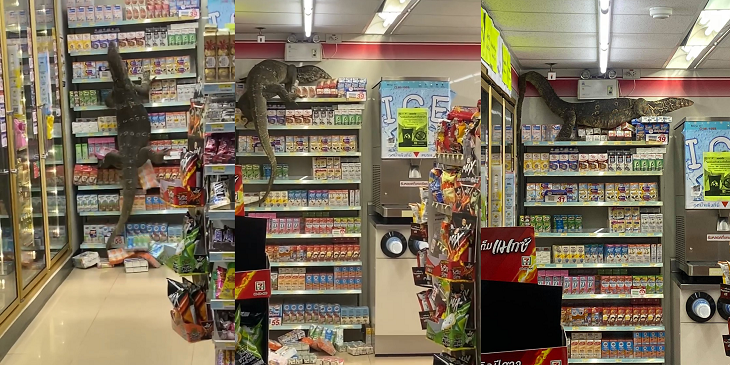 Lagarto de dos metros fue grabado mientras trepaba estante comercial en Tailandia y se hizo viral