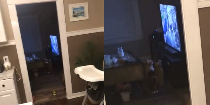 Tres gatos ‘atrapados’ con un programa para mascotas de Amazon Prime en EE.UU se convierten en viral