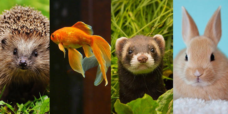 ¿Buscas una mascota que no sea perro ni gato? Alternativas de compañía que llenarán de amor tu casa