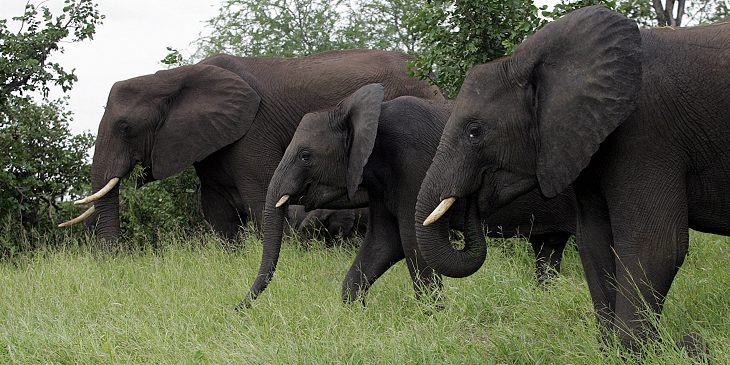 Hombre murió pisoteado por manada de elefantes en Sudáfrica: víctima sería presunto cazador furtivo