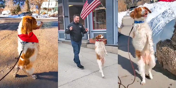 La esforzada y viral historia de Dexter: perro aprendió a caminar como humano tras atropello en EEUU