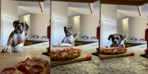 'Con las patas en la masa': perro se hizo viral tras ser grabado mientras intentaba robar una pizza