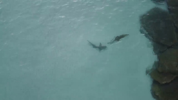 Impresionante viral muestra persecución de tiburón a cocodrilo en una playa en Australia