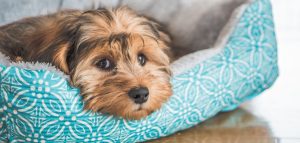 Vejez en las mascotas: los signos a los que deberías estar alerta para el cuidado de perros y gatos