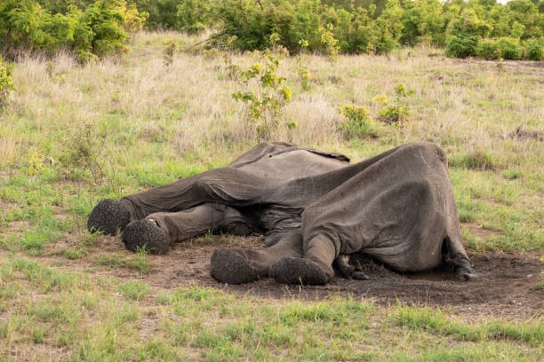 elefante muerto Zimbabwe