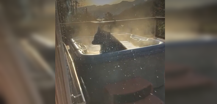 Oso protagoniza divertido viral: fue captado por un matrimonio disfrutando de un jacuzzi en EE.UU.