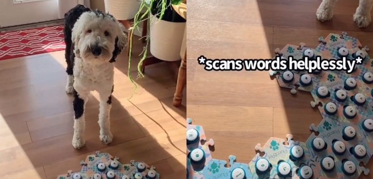 Conoce a Bunny: la perrita que se hizo viral en Tiktok tras aprender a usar una alfombra para hablar