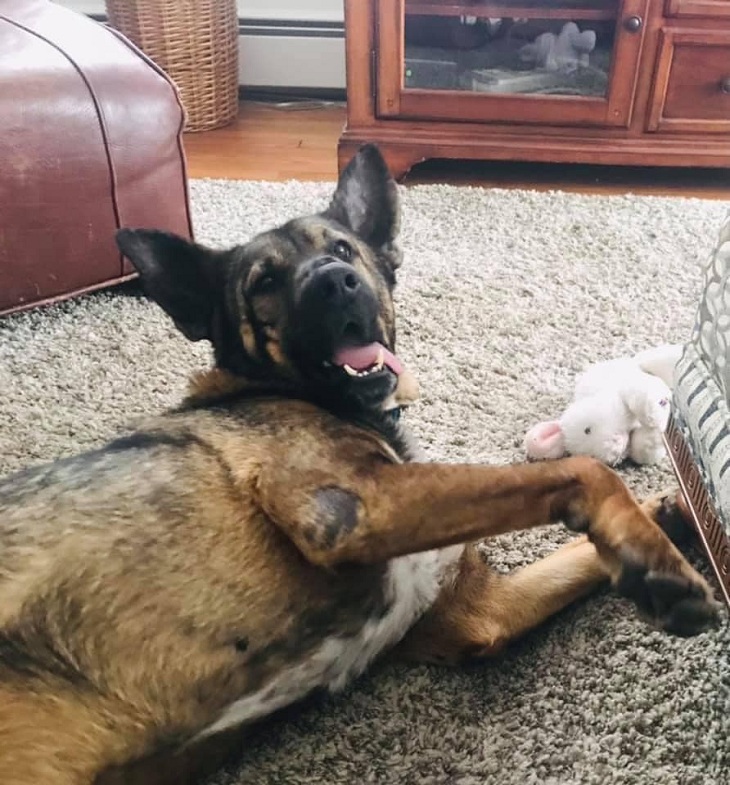 Rescue Dogs Rock NYC | Facebook