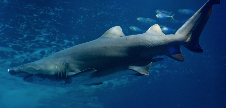 Como Google Maps: confirman que tiburones tienen su propio 