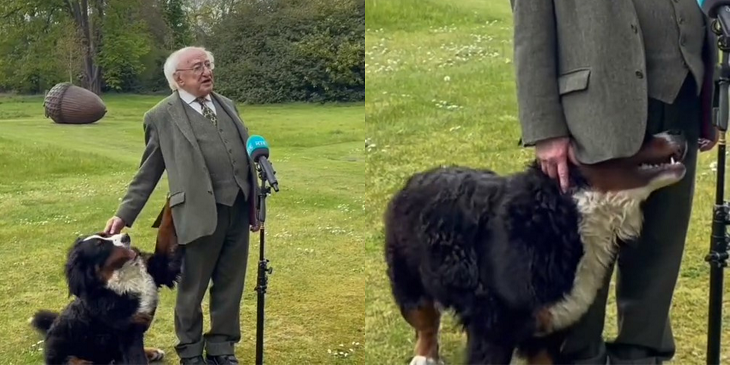 Perro del presidente de Irlanda se robó las miradas en plena entrevista: tierno video se hizo viral