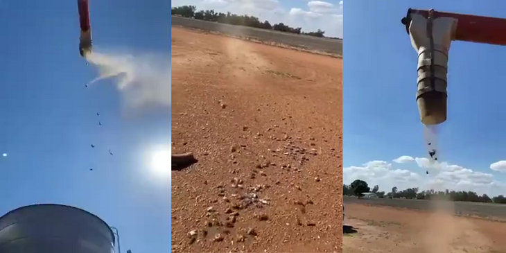 “Lluvia de ratas”: sorprendente viral mostró centenares de roedores saliendo de tubería en Australia