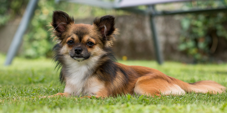 Perro chihuahua arriesga pena de muerte por morder a vendedora de productos cosméticos en Inglaterra