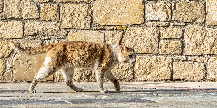 Policía muere por virus de la rabia tras mordida de gato: el primer caso en 39 años en Buenos Aires