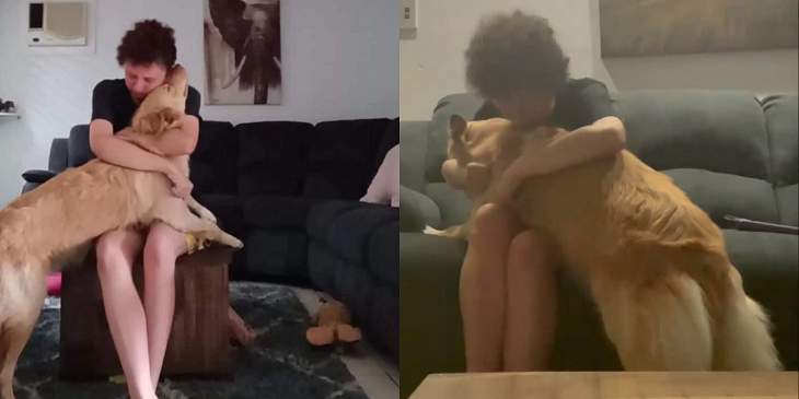 Emotivo viral mostró cómo perro de servicio ayudó a mujer con autismo que sufrió ataque de pánico