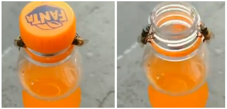 Increíble video muestra a dos abejas abriendo una botella de Fanta