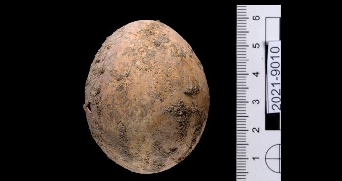 Arqueólogos encuentran huevo de una gallina de al menos mil años de antigüedad en Israel