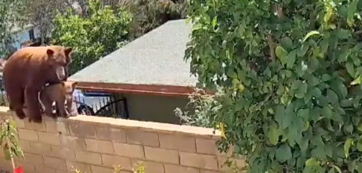 Impactante registro: joven de EEUU empujó a una osa con sus propias manos para proteger a sus perros