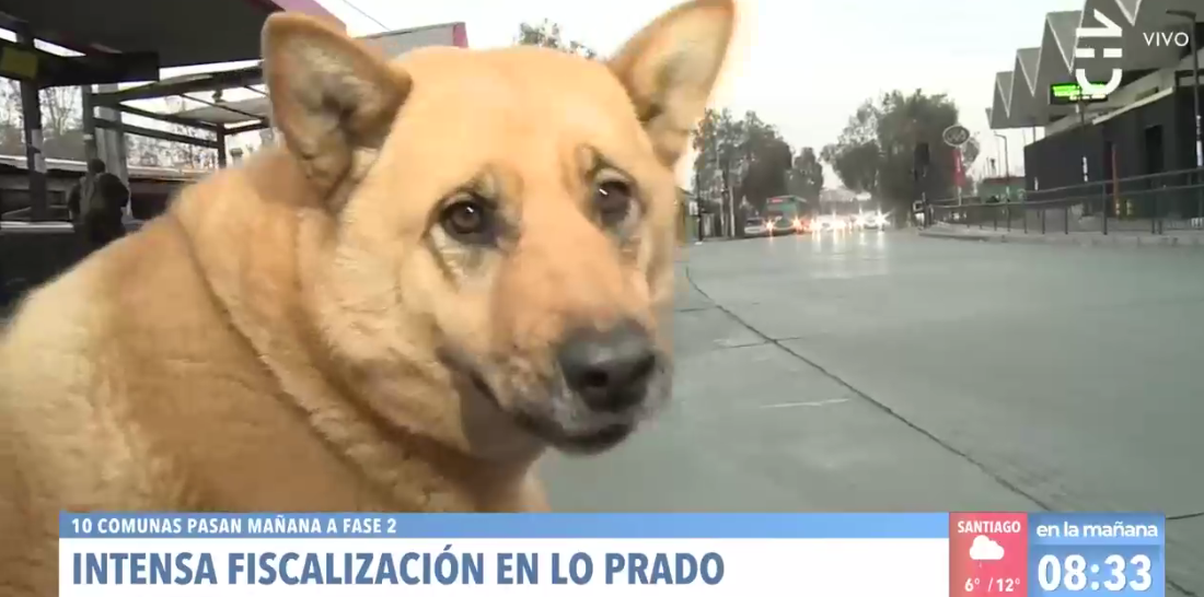 Perrito 