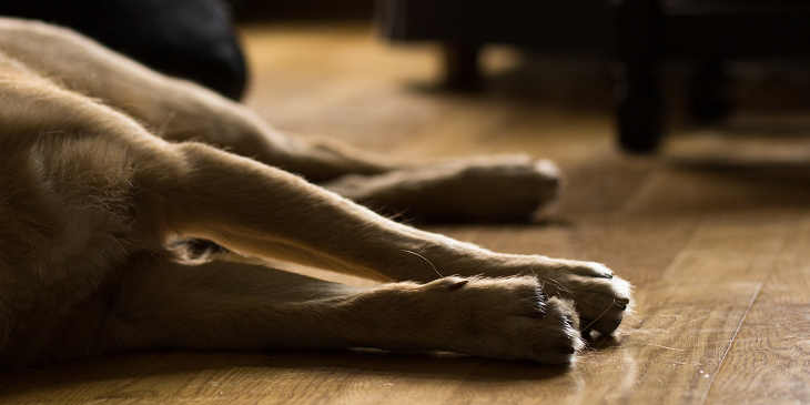Cuando nuestro querido amigo se marcha: ¿cómo afrontar el duelo tras la pérdida de una mascota?