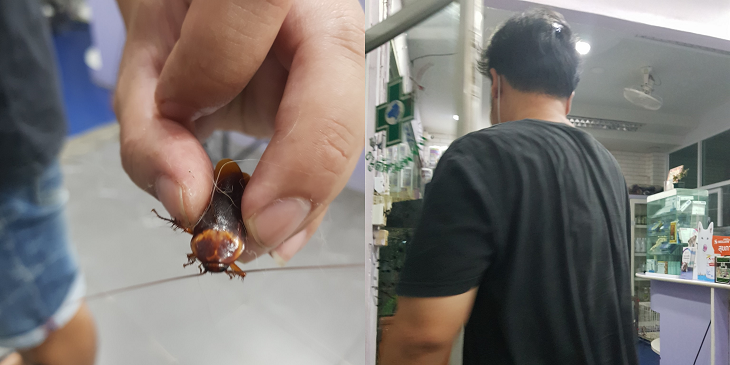 Hombre encontró a cucaracha herida en la calle y la llevó a un veterinario para salvarle la vida