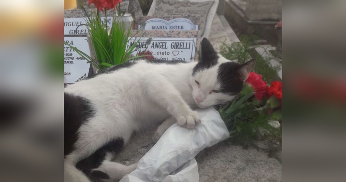 Historia de gatita que cuida una tumba se hizo viral: hijo de la fallecida cree que es 