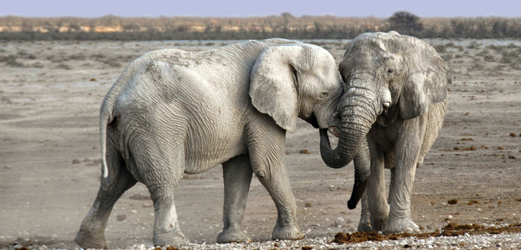 Toman muestras nasales y rectales a 28 elefantes tras muerte de león por covid en la India