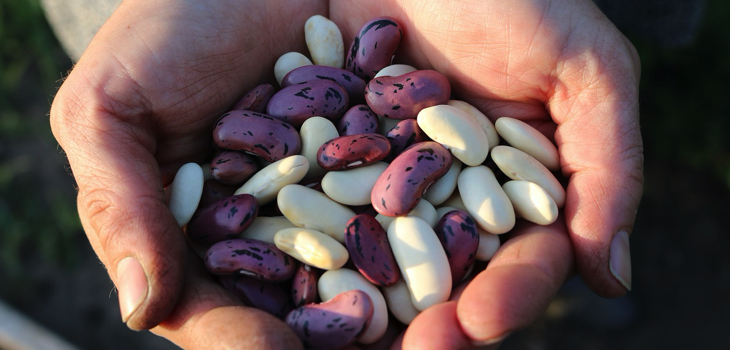 ¿Cómo evitar los molestos gases que producen las legumbres?  3 consejos prácticos y sencillos