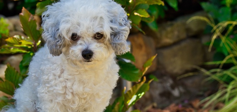Formalizado: esta fue la medida cautelar para hombre que arrojó un perrito poodle al mar en Chiloé