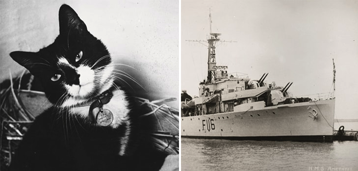 Simon, el gato marinero que salvó la vida de una tripulación completa tras ser atacada en 1948