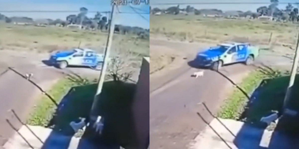 “Repudio total”: acusan a policías de perseguir y atropellar a perro con automóvil en Argentina