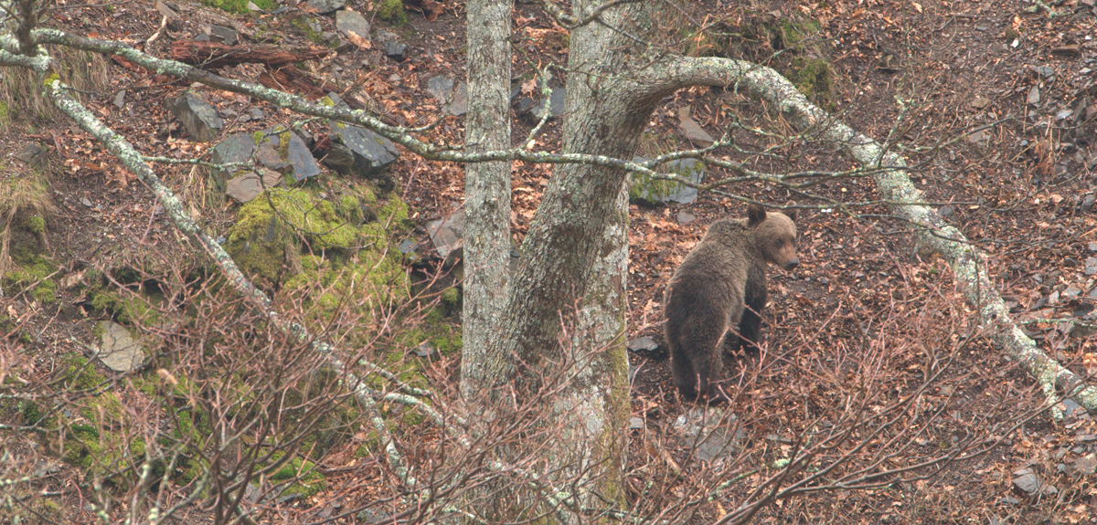 Hombre resistió durante una semana el acoso de un oso en Alaska: fue rescatado por un helicóptero