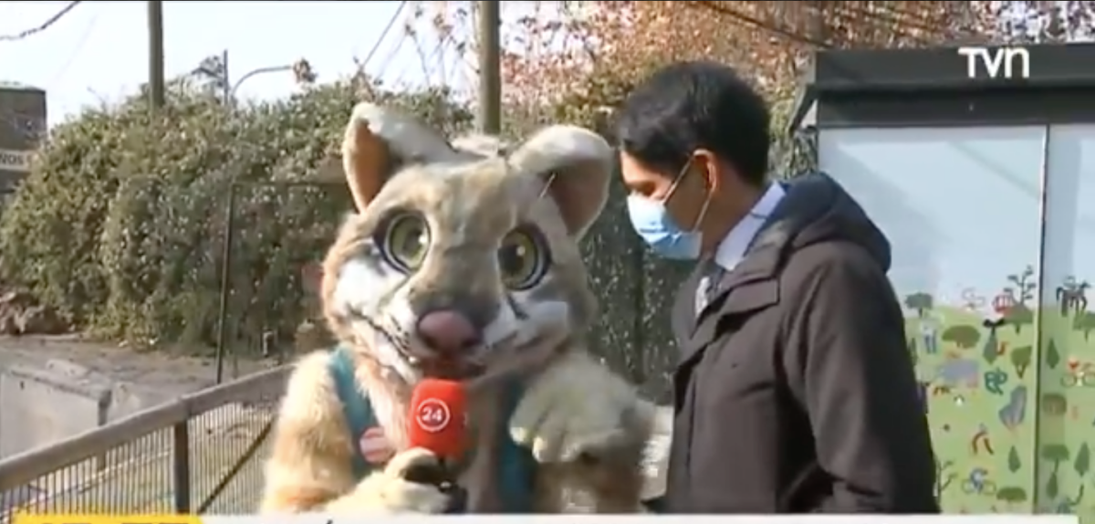 Por más momentos así: periodista de 24 Horas vivió tierno y cómico momento con corpóreo felino