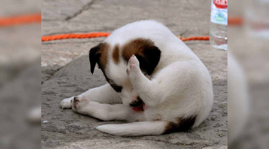 ¿Señal de enfermedad? Especialista explicó por qué los perros se lamen sus genitales