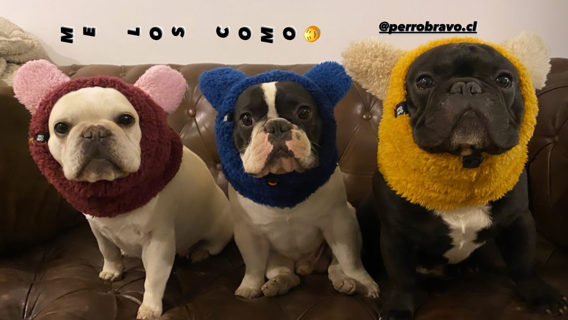 Intentan robar perros de Bruno Zaretti