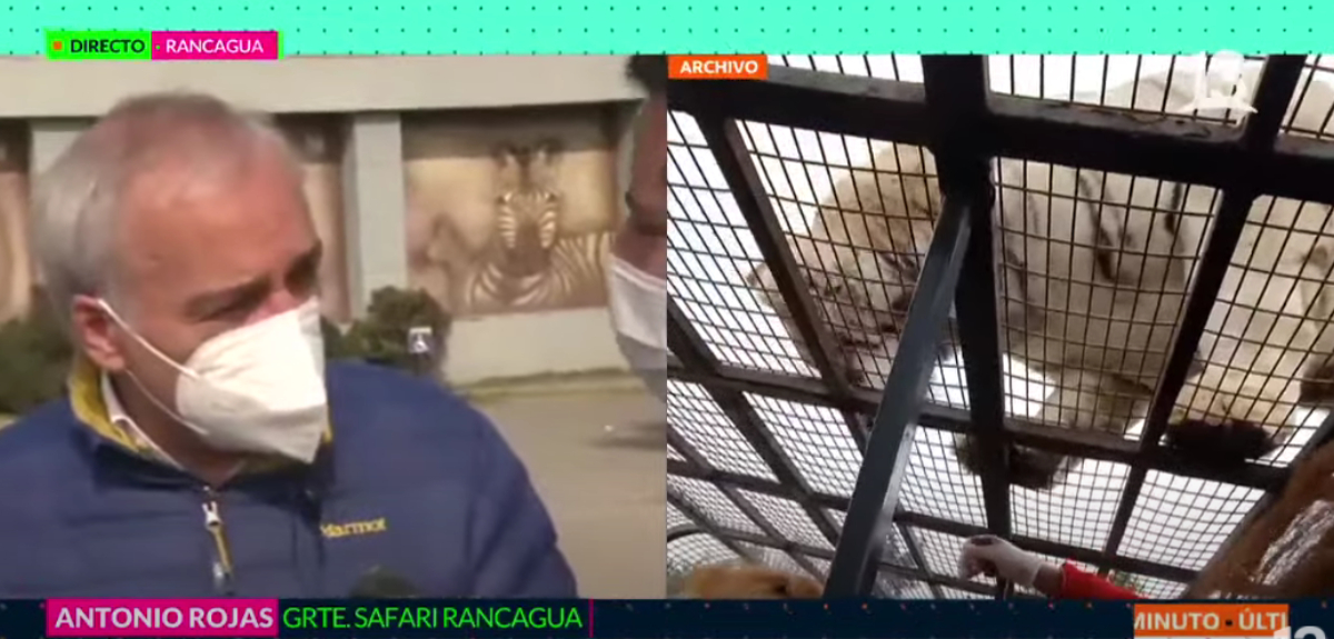 Gerente de Parque Safari explicó cómo habría ocurrido ataque de tigre que dejó a joven fallecida
