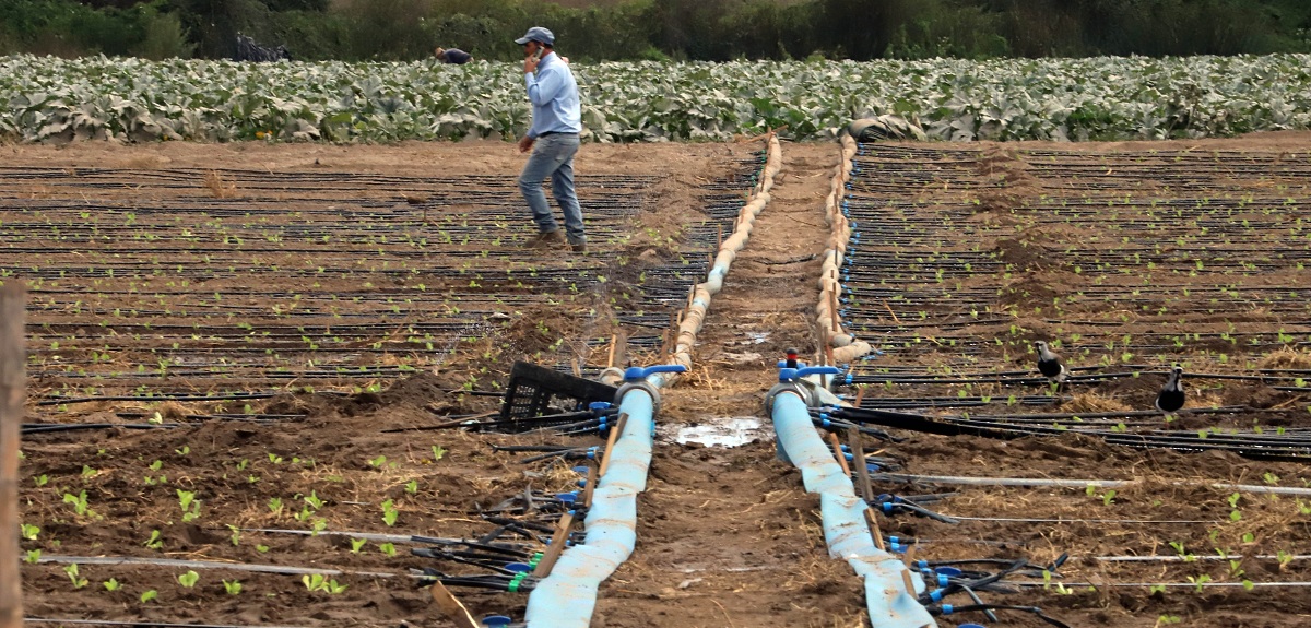 De Coquimbo al Maule: Gobierno decretó emergencia agrícola en cuatro regiones por grave sequía