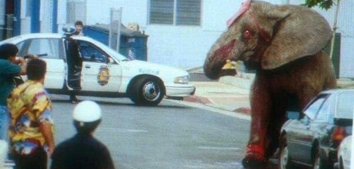 La trágica historia de la elefanta Tyke: huyó de un circo en Hawái y murió bajo una lluvia de balas