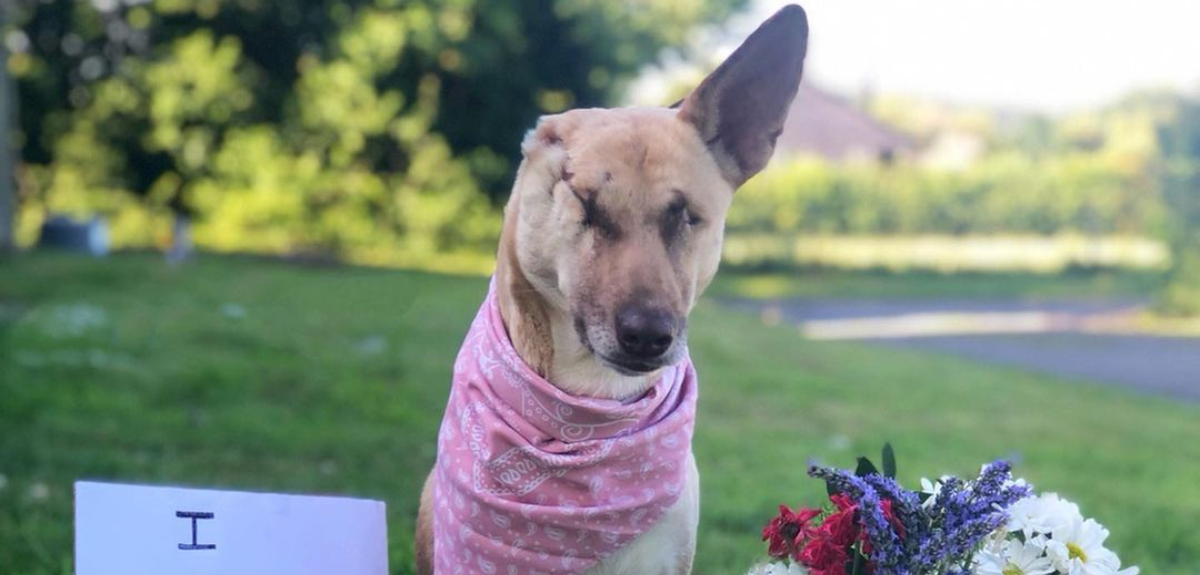 La historia de Maggie, la perrita que sobrevivió a 17 disparos y se convirtió en animal de terapia