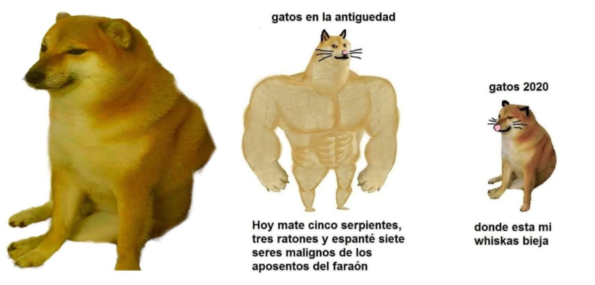 La historia del perro protagonista del meme Swole Doge vs Cheems: tiene 10 años y vive en Hong Kong