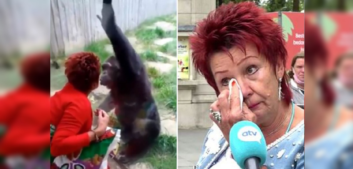 Mujer es acusada de tener 'romance' con un chimpancé y es vetada de zoológico de Bélgica