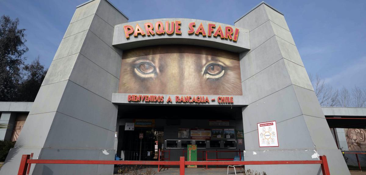 Testigo de mortal ataque a trabajadora de Parque Safari huyó despavorida y terminó chocando