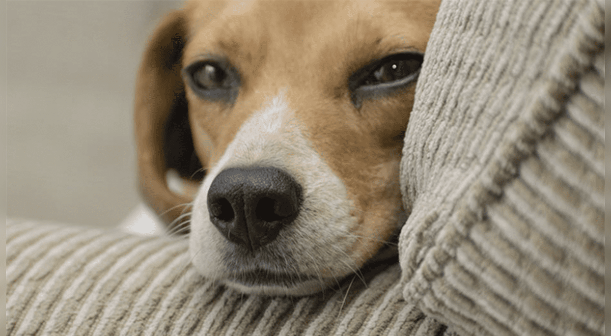 ¿Secreción nasal y ocular? Las señales que no puedes dejar pasar ante un posible distemper canino