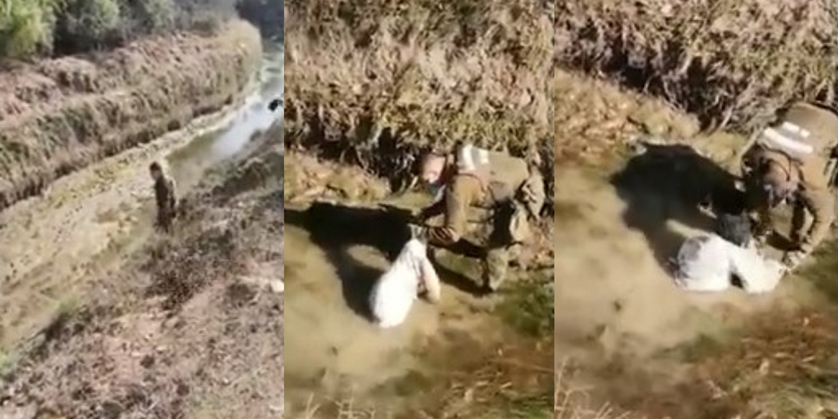 Grave maltrato animal: rescatan a perro lanzado dentro de un saco a canal de regadío en Llay Llay