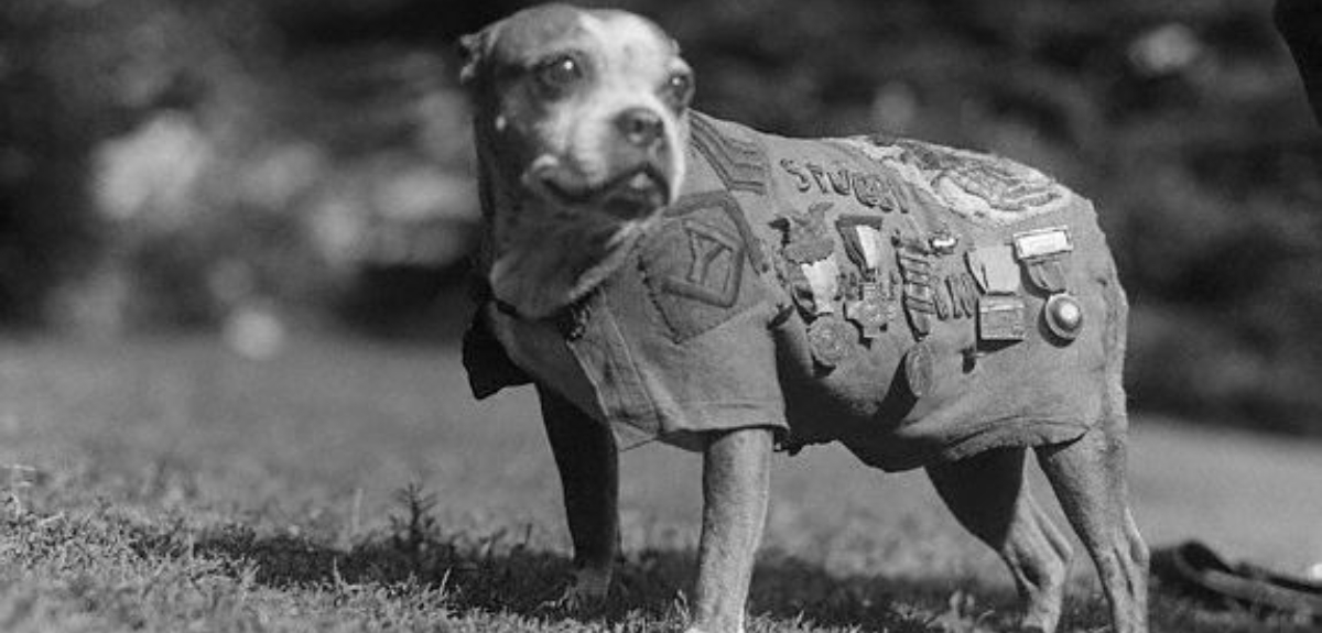 De estar en la calle a sargento: la historia de Stubby, el perro héroe de la Primera Guerra Mundial