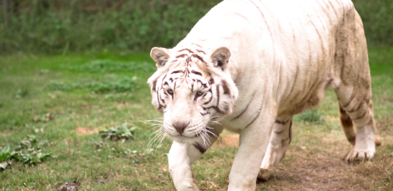 La historia detrás de 'Niño', el tigre blanco que protagonizó fatal ataque en el Parque Safari