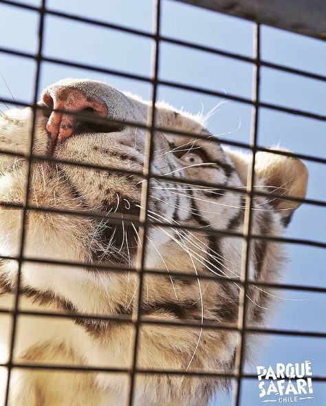 Tigre parque safari